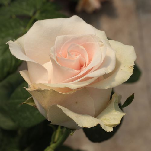 Roz piersică - Trandafir copac cu trunchi înalt - cu flori teahibrid - coroană dreaptă